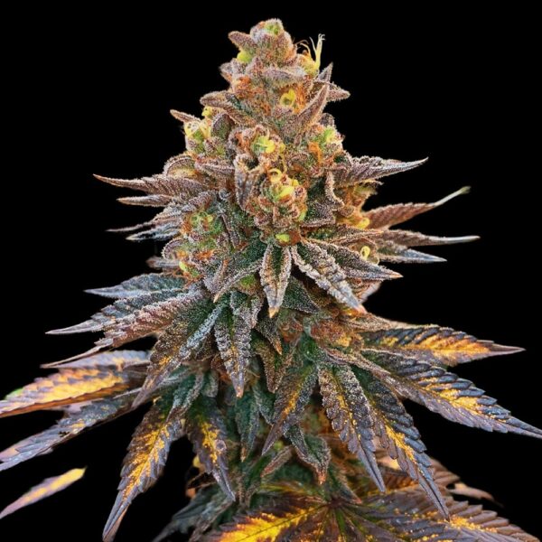 STRNG-Seeds-–-Banana-Hammock.jpg