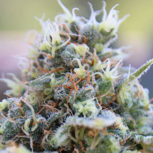 STRNG-Seeds-–-Banana-Kush.jpg