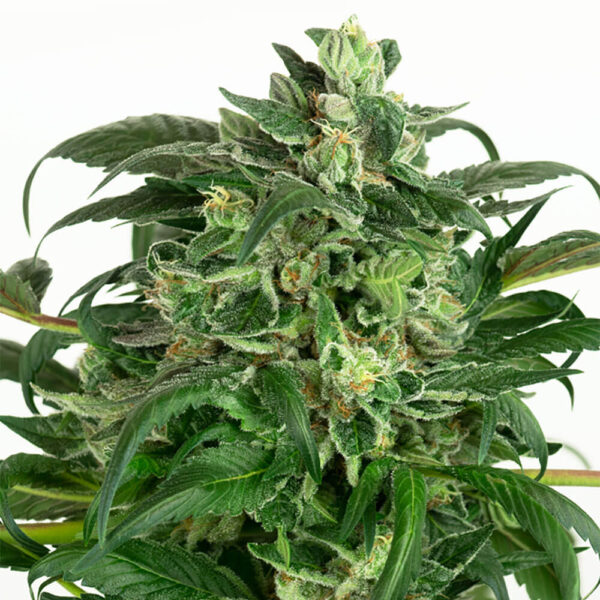 STRNG-Seeds-–-Banana-OG.jpg