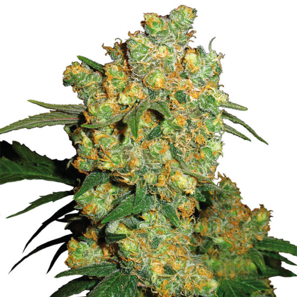 STRNG-Seeds-–-Big-Bud.jpg