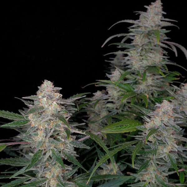 STRNG-Seeds-–-Biscotti.jpg