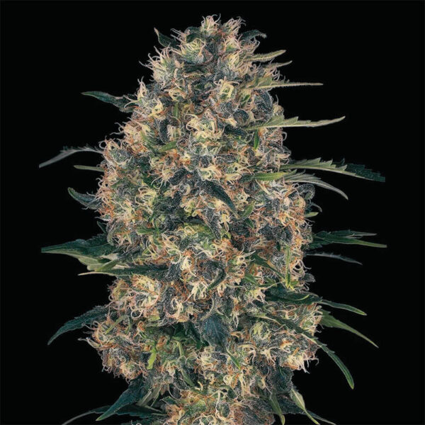 STRNG-Seeds-–-Black-Domina.jpg