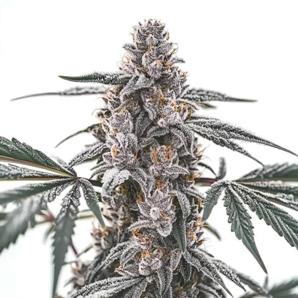 STRNG-Seeds-–-Black-Widow.jpg