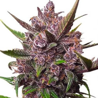 STRNG-Seeds-–-Blackberry-Kush.jpg