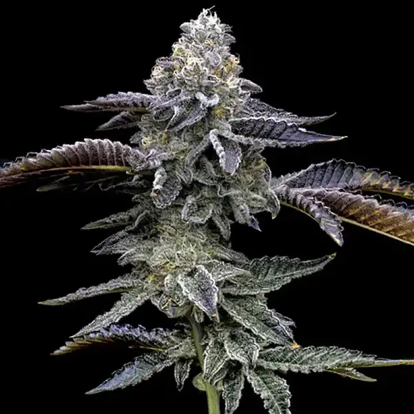STRNG-Seeds-–-Blue-Dream-Haze.webp