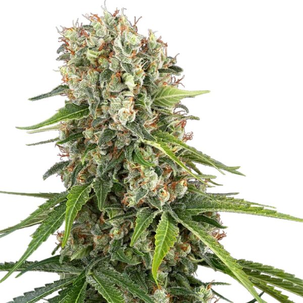 STRNG-Seeds-–-Blue-Sunset.jpg