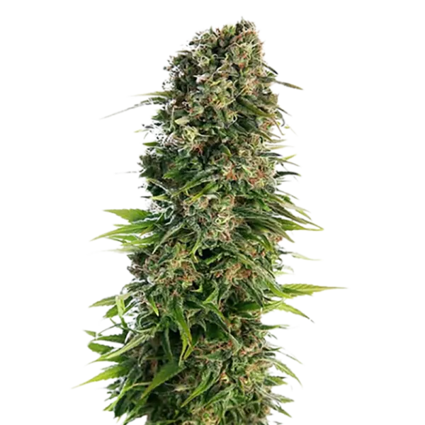STRNG-Seeds-–-Blue-Zkittlez.webp