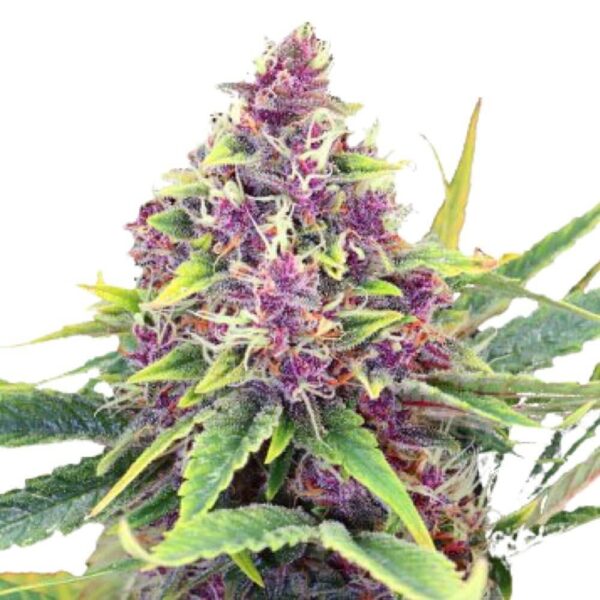 STRNG-Seeds-–-Blueberry-Kush.jpg