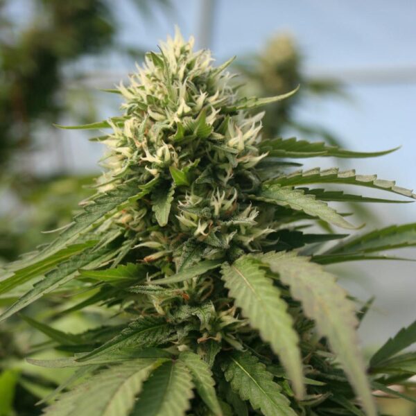 STRNG-Seeds-–-Blueberry-Kush-x-Blackberry-Kush.jpg