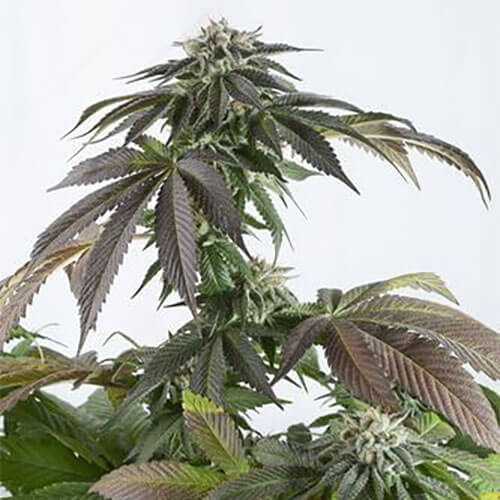 STRNG-Seeds-–-Bubba-Kush-Auto.jpg