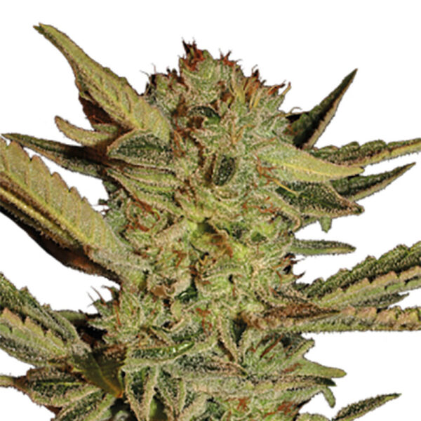 STRNG-Seeds-–-Bubble-Gum.jpg