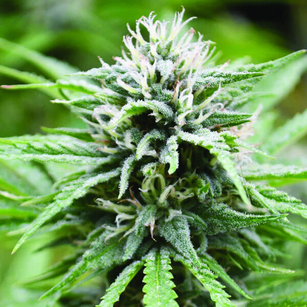 STRNG-Seeds-–-Candyland.jpg