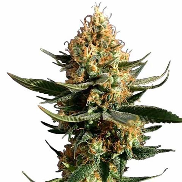 STRNG-Seeds-–-Chemdawg-91.jpg