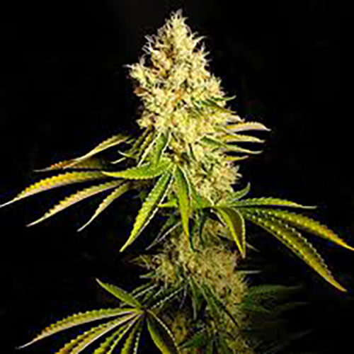 STRNG-Seeds-–-Chemdawg.jpg