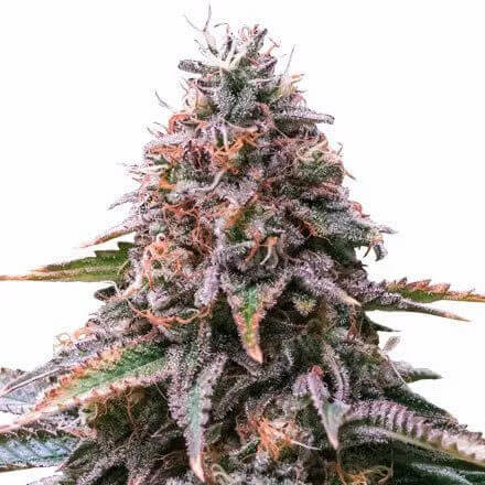 STRNG-Seeds-–-Cherry-Pie-Auto.jpg