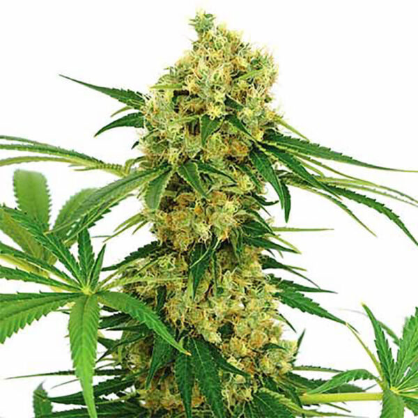 STRNG-Seeds-–-Chocolope.jpg