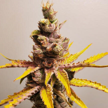 STRNG-Seeds-–-Clementine-Auto.jpg