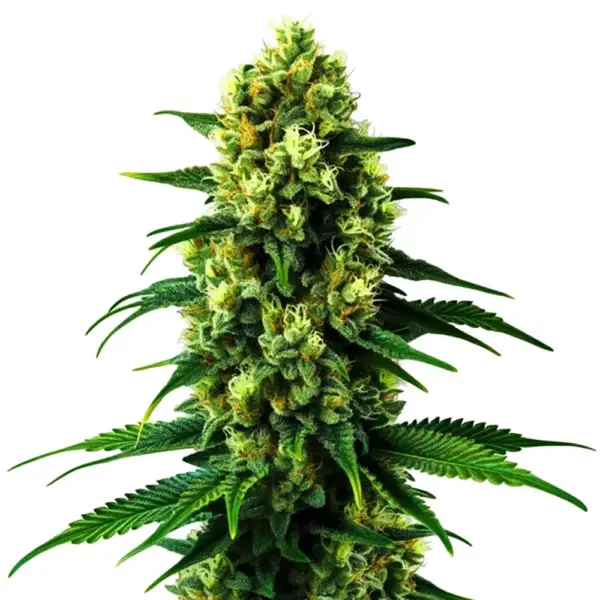 STRNG-Seeds-–-Colombian-Gold.webp