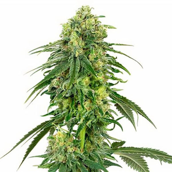 STRNG-Seeds-–-Deadhead-OG.jpg