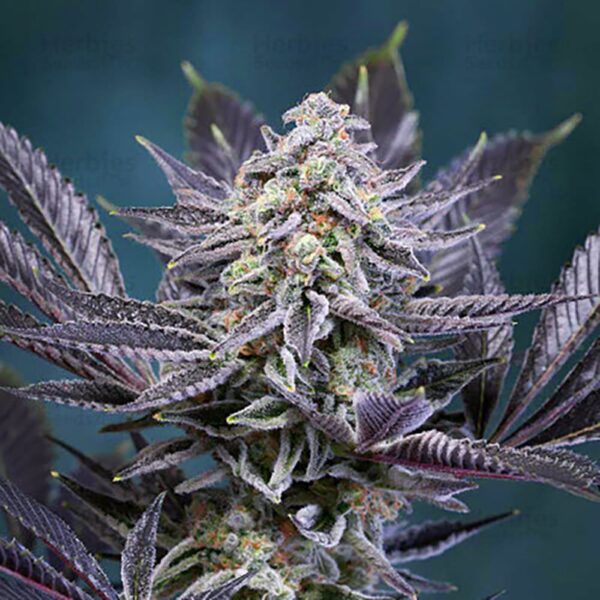 STRNG-Seeds-–-Deep-Purple.jpg