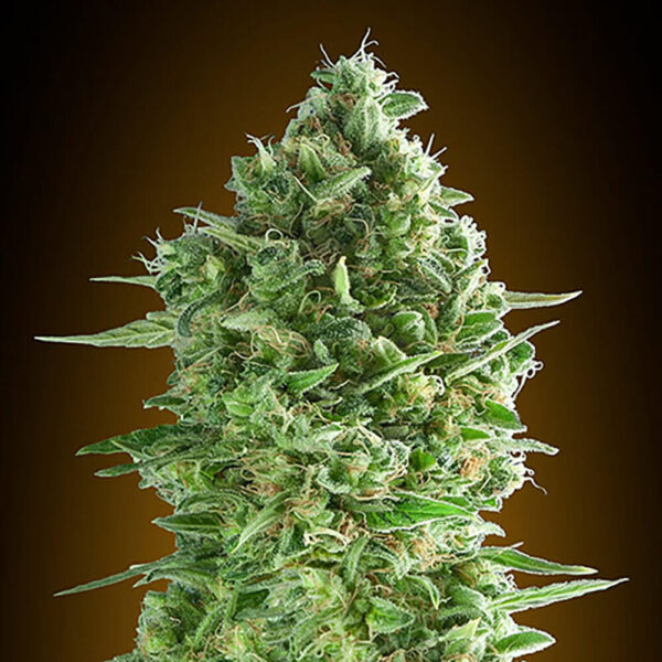 STRNG-Seeds-–-Do-Si-Dos.jpg