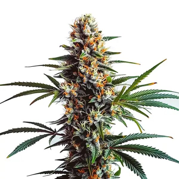 STRNG-Seeds-–-Dougs-Varin.jpg