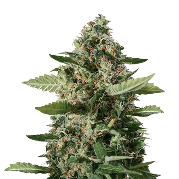 STRNG-Seeds-–-East-Coast-Sour-Diesel.webp