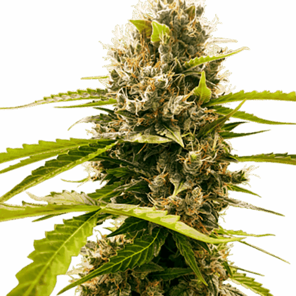 STRNG-Seeds-–-Fat-Cheetah.png