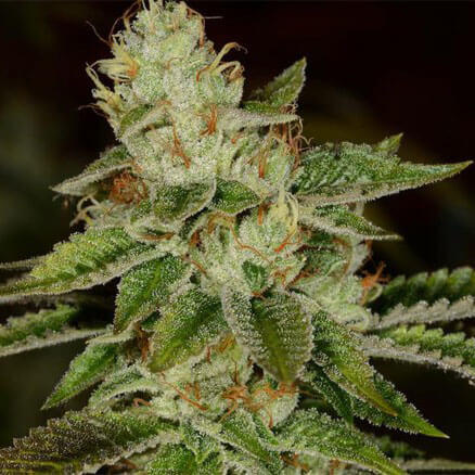 STRNG-Seeds-–-Fire-OG-Auto.jpg