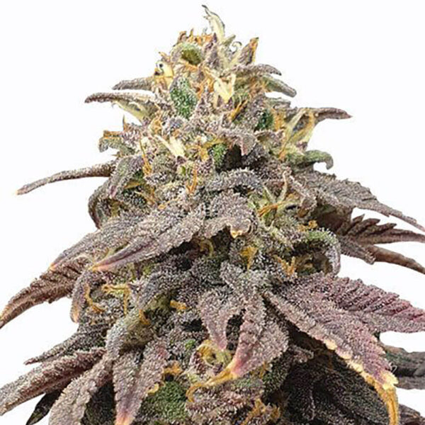 STRNG-Seeds-–-Forbidden-Fruit.jpg