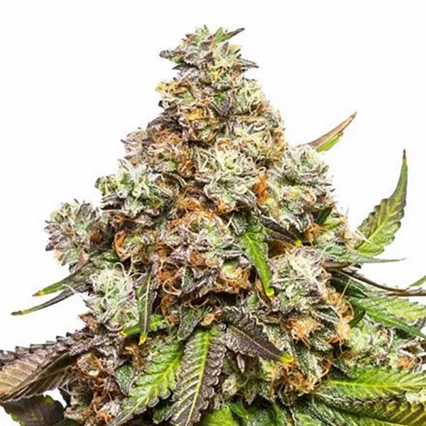 STRNG-Seeds-–-Fruity-Pebbles.jpg