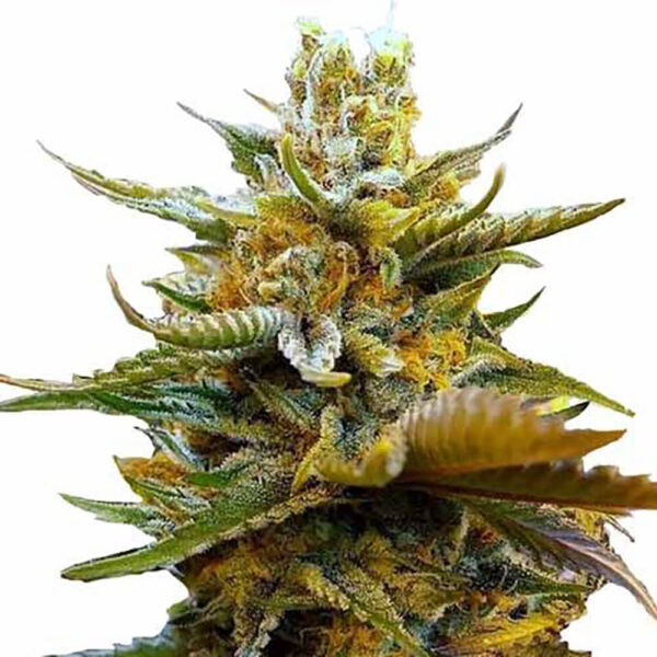 STRNG-Seeds-–-G13.jpg