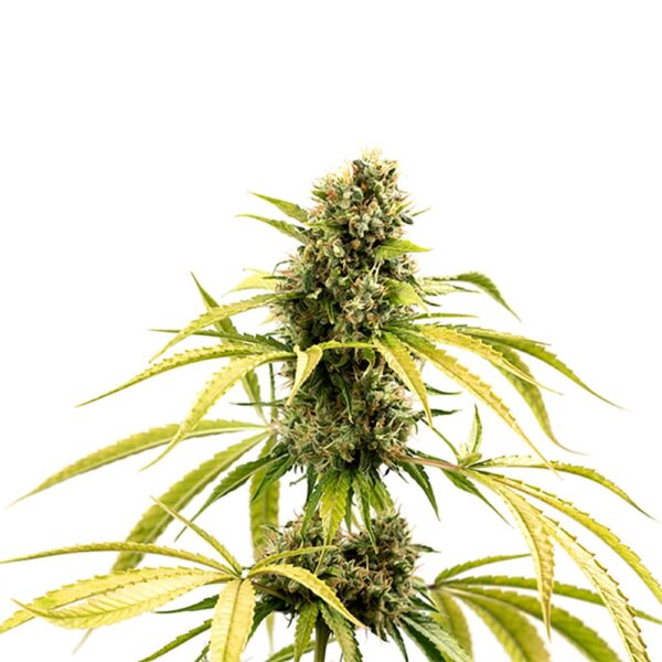STRNG-Seeds-–-GG4.jpg