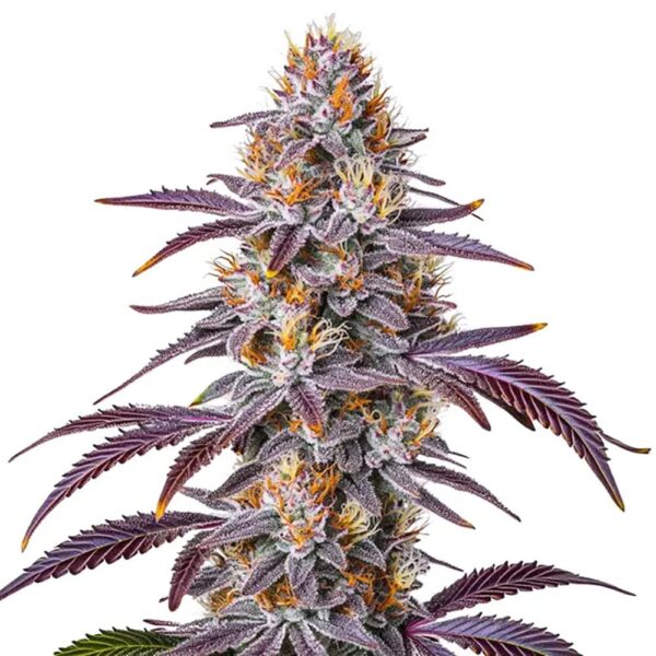 STRNG-Seeds-–-Gelato-33.jpg