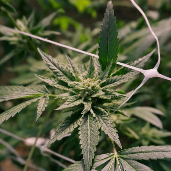 STRNG-Seeds-–-Gelato-x-Sex-Panther.jpg