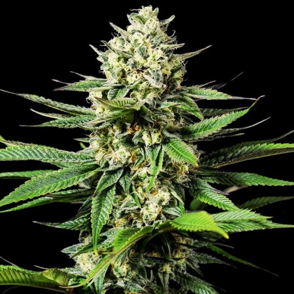 STRNG-Seeds-–-Ghost-OG.jpg