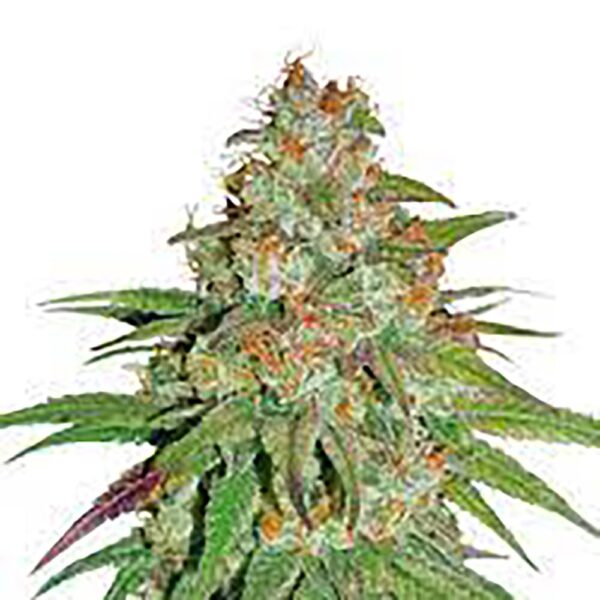 STRNG-Seeds-–-Glueberry-OG.jpg