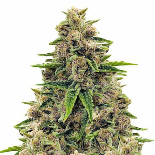 STRNG-Seeds-–-Godfather-OG.jpg