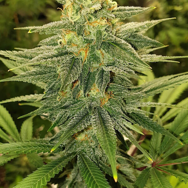 STRNG-Seeds-–-Gold-Leaf.jpg