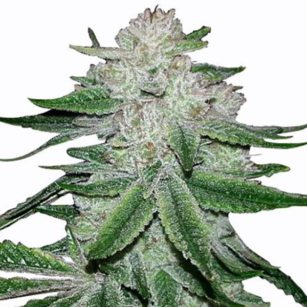 STRNG-Seeds-–-Gorilla-Glue-5.jpg