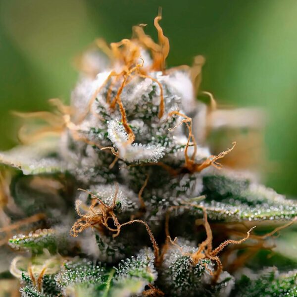 STRNG-Seeds-–-Gorilla-Glue-x-Skywalker-OG.jpg