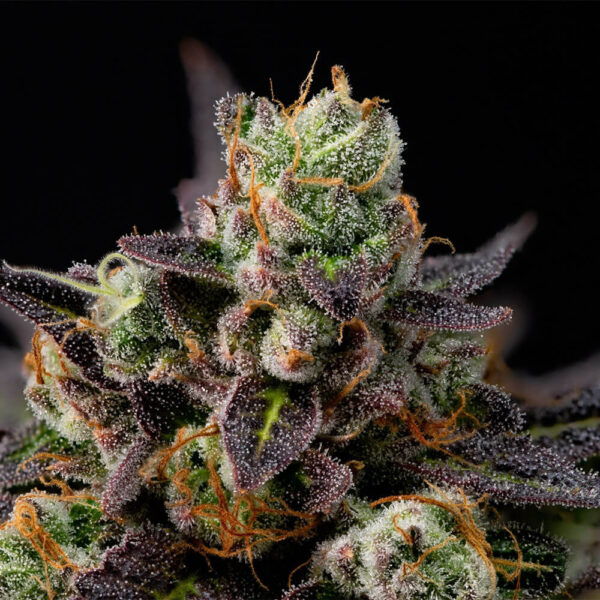 STRNG-Seeds-–-Granddaddy-Purple-Auto.jpg
