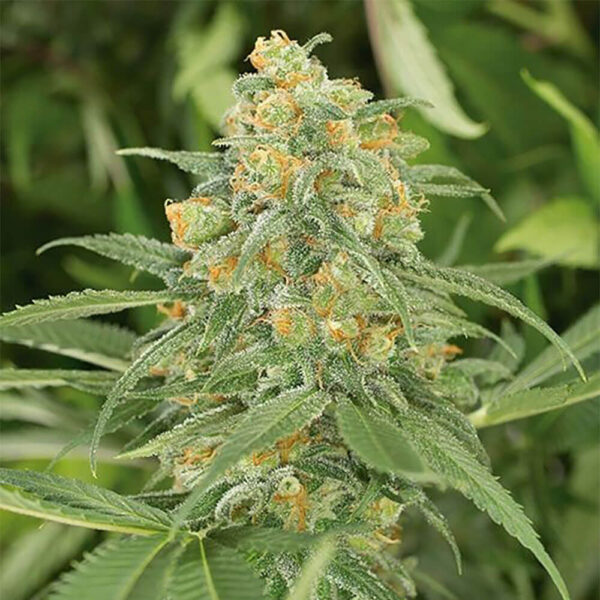 STRNG-Seeds-–-Green-Crack.jpg