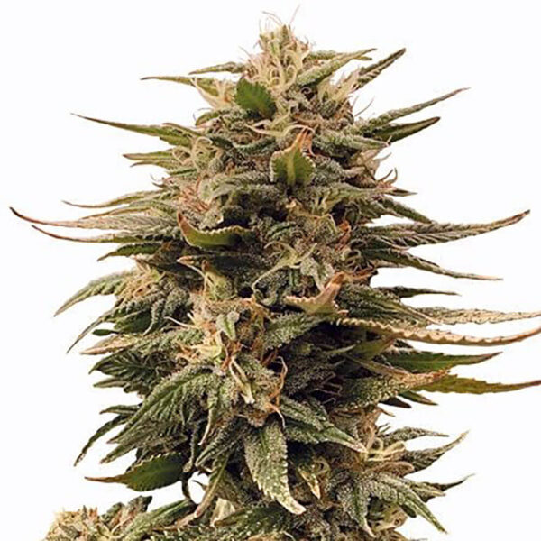 STRNG-Seeds-–-Harlequin.jpg