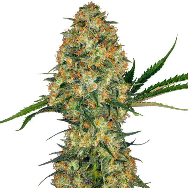 STRNG-Seeds-–-Hindu-Kush.jpg