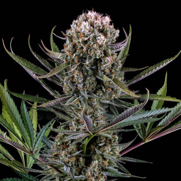STRNG-Seeds-–-Italian-Ice.jpg