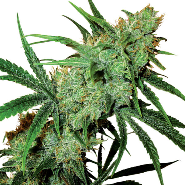 STRNG-Seeds-–-Juicy-Fruit.jpg