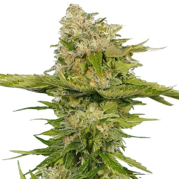 STRNG-Seeds-–-Kandy-Kush.jpg