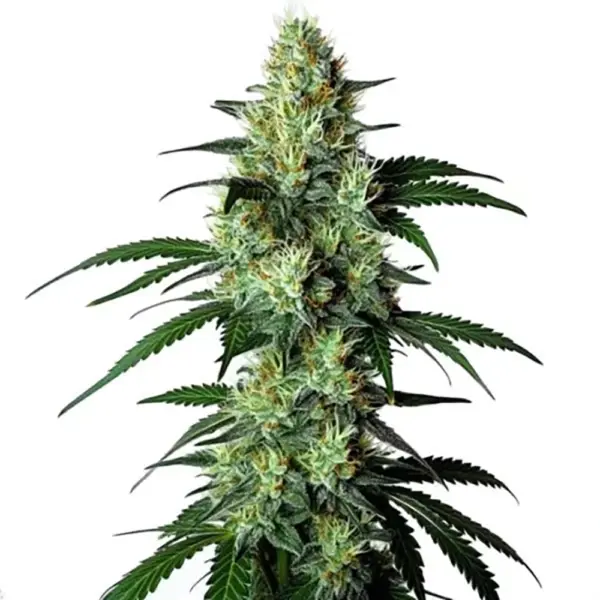 STRNG-Seeds-–-King-Louis.webp