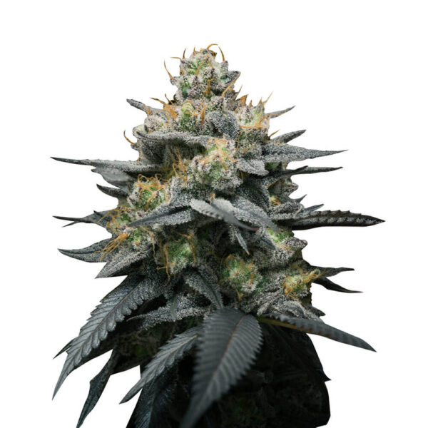 STRNG-Seeds-–-Kush-Mint-Auto.jpg
